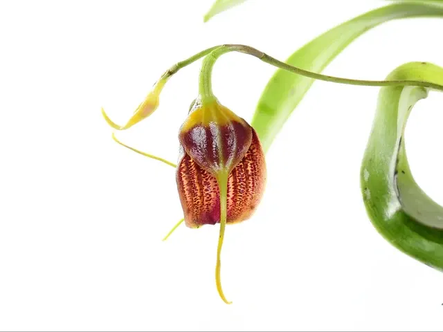 Masdevallia maduroi (Masdevallia)