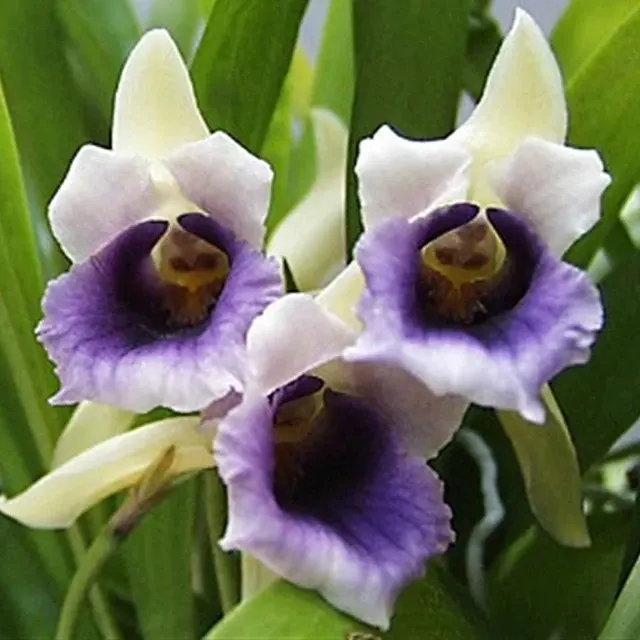 Warscewiczella discolor sp.- (Warczewiczella)