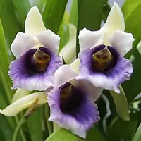 Warscewiczella (Cochleanthes) discolor sp.- CCM / AOS