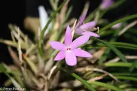 Sophronitella violacea