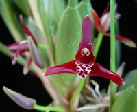 Maxillaria tenuifolia