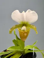Paphiopedilum charlesworthii semi alba (Selection 1 )