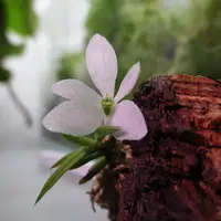 Trichoglottis biglandulosa