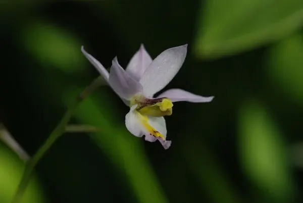 Barkeria whartoniana