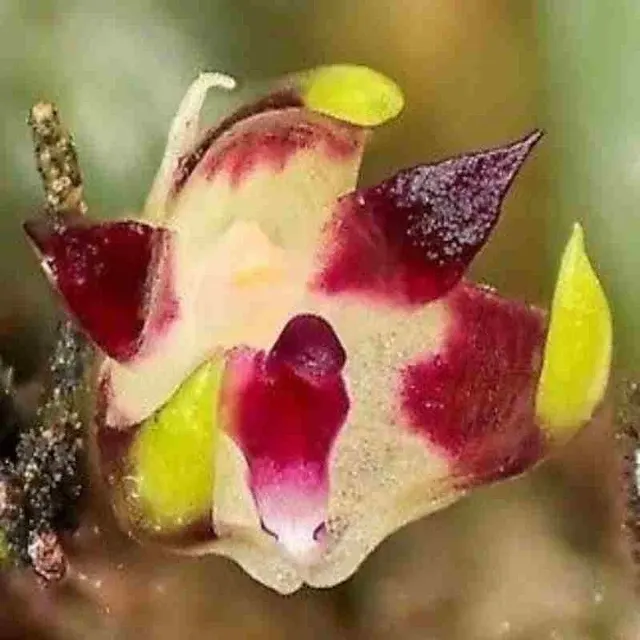 Bulbophyllum depressum sp