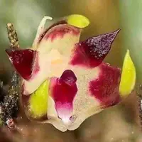 Bulbophyllum depressum sp.