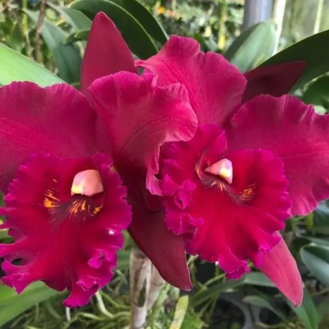 Rhyncholaeliocattleya Hey Song 'Tian Mu' (Rhyncholaeliocattleya)