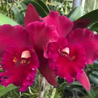 Rlc Hey Song 'Tian Mu' near blooming size cattleya orchid clone. Large beautiful blooms