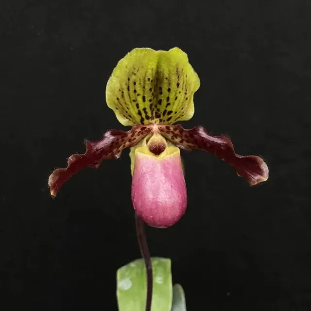 Paphiopedilum glaucophyllum x henryanum