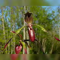 Paphiopedilum Julius (rothschildianum x lowii)