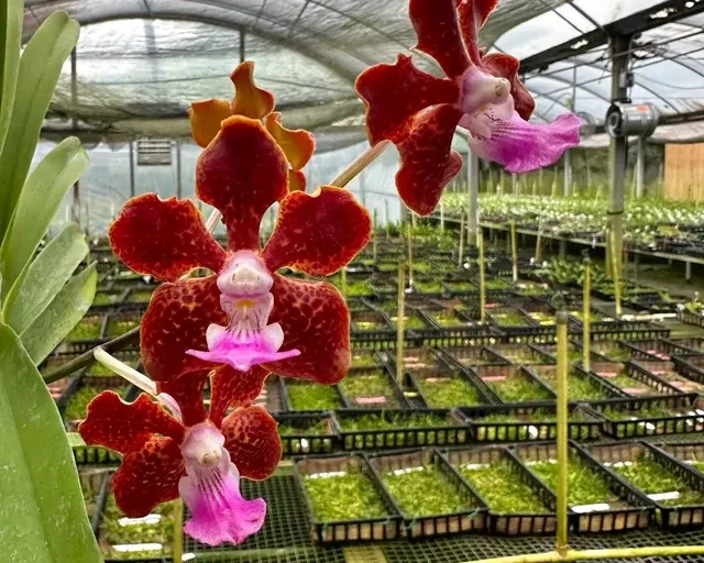 Vanda Motes Spitfire (Vanda)