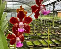 Vanda Motes Spitfire