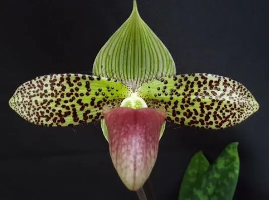 Paphiopedilum sukhakulii x sib (Paphiopedilum)