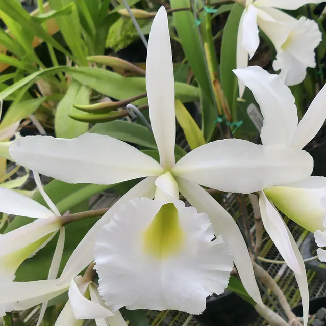 Brassolaeliocattleya Ponderosa 'Cariad's Cumulus' (Brassolaeliocattleya)