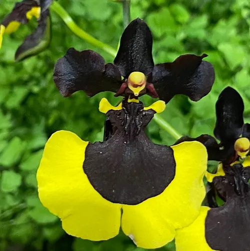 Oncidium Jiaho Queen GM/TOGA, BS 'Jia Ho' (Oncidium)