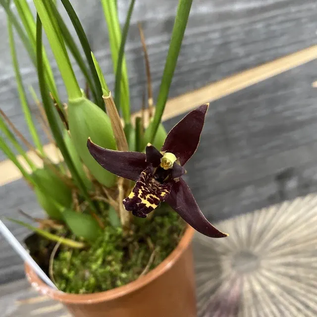 Maxillaria houtteana