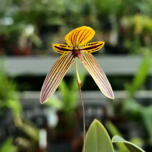 Bulbophyllum bolsteri (Bulbophyllum)