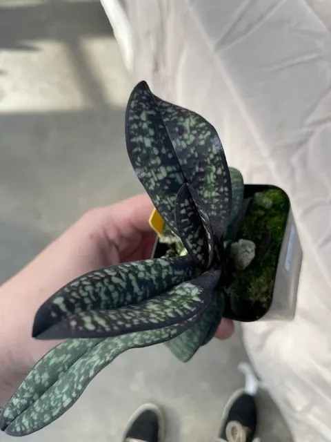 Paphiopedilum delenatii var. vinicolor 'Dark'
