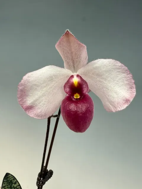 Paphiopedilum delenatii fma vini 'Succubus' (Paphiopedilum)