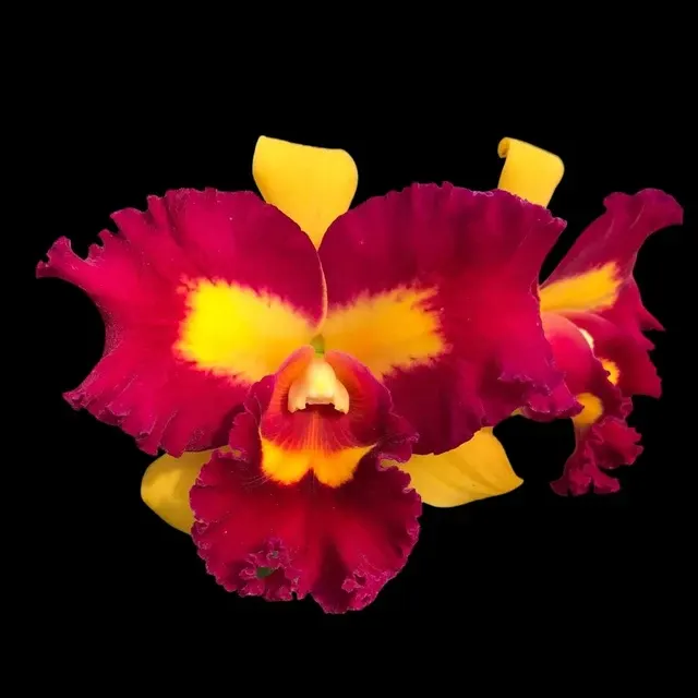 Rhyncholaeliocattleya Chunfong Queen - Flori Mari Parfumate