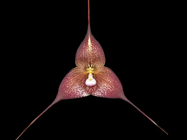 Dracula hirtzii (Dracula)