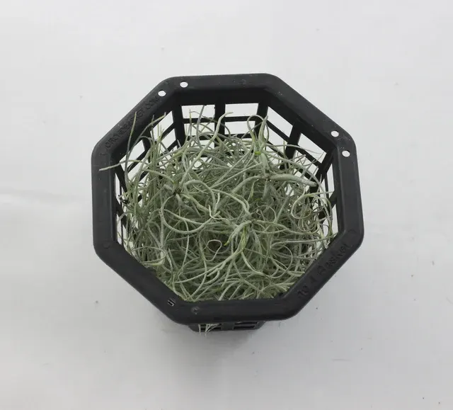 Dendrophylax varius seedlings (Dendrophylax)