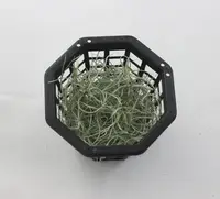 Dendrophylax varius seedlings