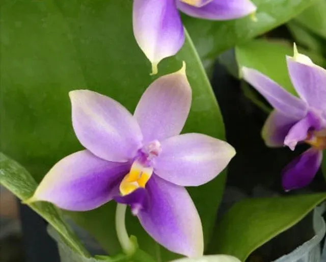 Phalaenopsis bellina 'Blue' (Phalaenopsis)