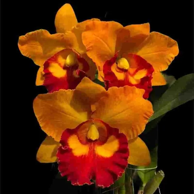 Rhyncholaeliocattleya Nakornchaisri Delight 'No-1' (Rhyncholaeliocattleya)