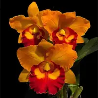 Rlc. Nakornchaisri Delight 'No-1'