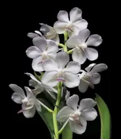 Vandachostylis Ingkamol