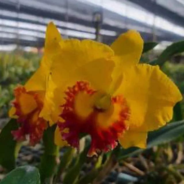 Rhyncholaeliocattleya Thongsuphan 'Yellow Red Lip' (Rhyncholaeliocattleya)