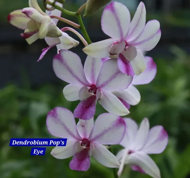 Dendrobium 12 Pop's Eye (Dendrobium)