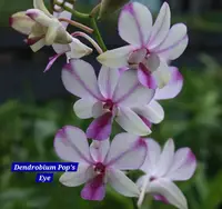 Dendrobium 12 Pop's Eye