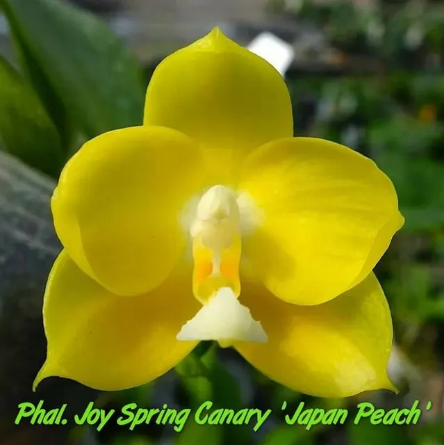 Phalaenopsis Joy Spring Canary “Japan Peach”, Very Fragrant