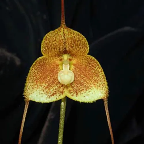 Dracula erythrochaete (Dracula)