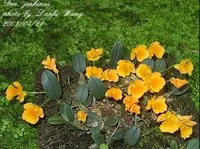 Den. jenkinsii (TXD-01) ( - - jenkinsii )