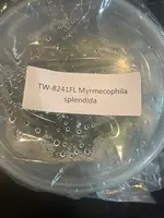 FLASK Myrmecophila splendida