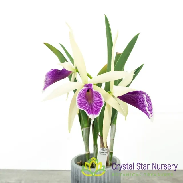 Brassocattleya Clear Stars 'Like Triangle' (Brassocattleya)