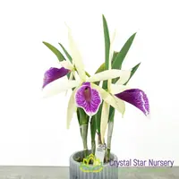 Brassocattleya Clear Stars 'Like Triangle'