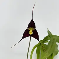 Dracula ubangina — Blühfähige Pflanze