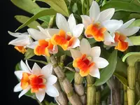 Dendrobium Jiaho Candy