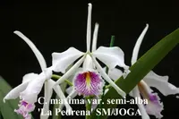 C. Hsinying Max Melody (maxima f.semi-alba 'La Pedrera' x Melody Fair 'Carol' ) (C1979) (Hybrid) SS