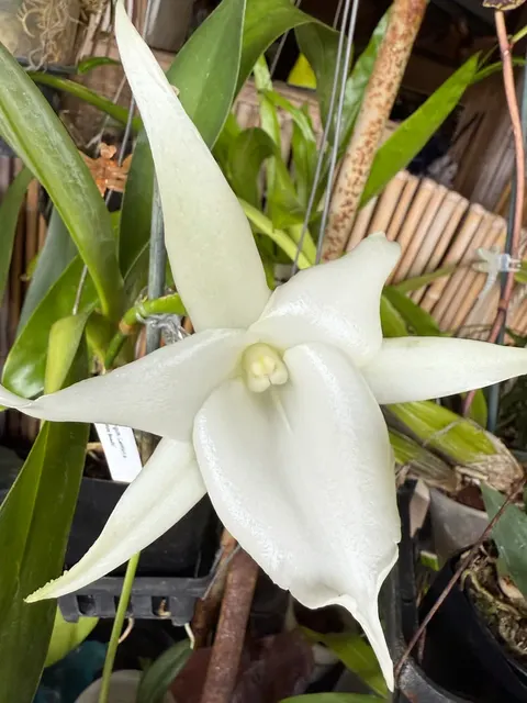 Angraecum Lemforde Fragrant 'White Beauty' (Angraecum)