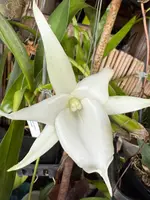 Angraecum Lemforde 'White Beauty' fragrant — Not Currently In Bloom or Spike