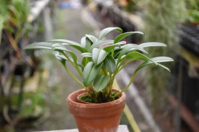 Masdevallia polysticta 'yellow'