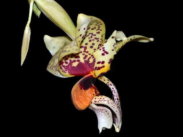 Stanhopea Shinjik (Stanhopea)
