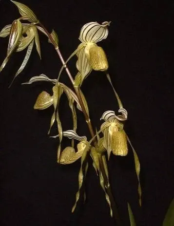 Paphiopedilum kolopakingii