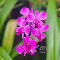 Dendrobium Orchid Panjarat Pink Medium Stage
