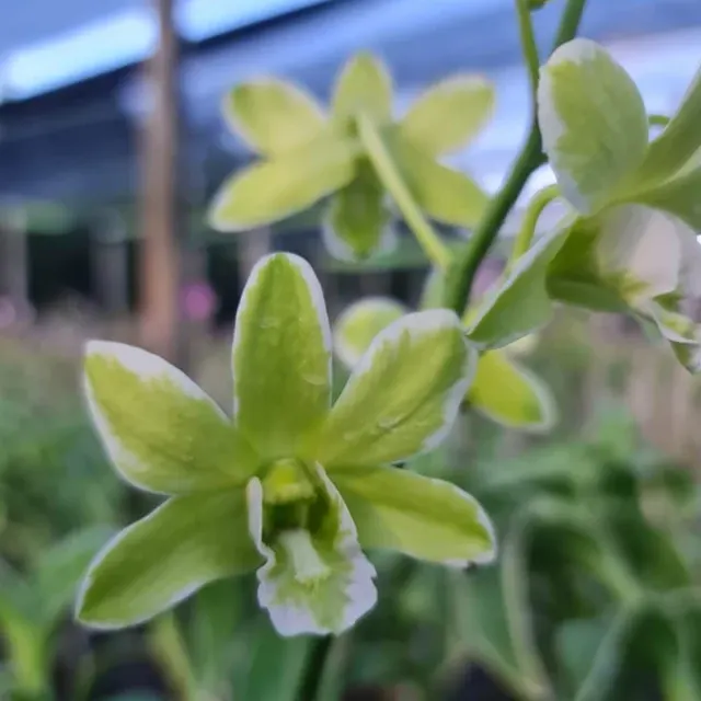 Dendrobium Burana Green 'Variegated'